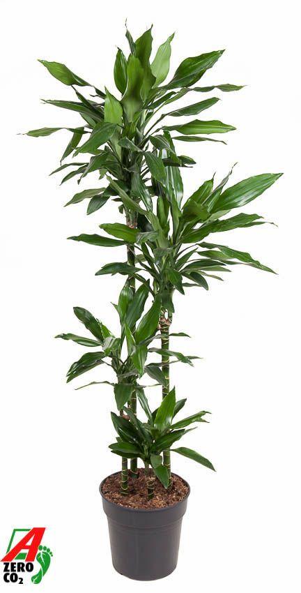 Горшечные цветы и растения оптом Drac Janet Lind 90-60-30-15 от 1шт из Голландии с доставкой по России