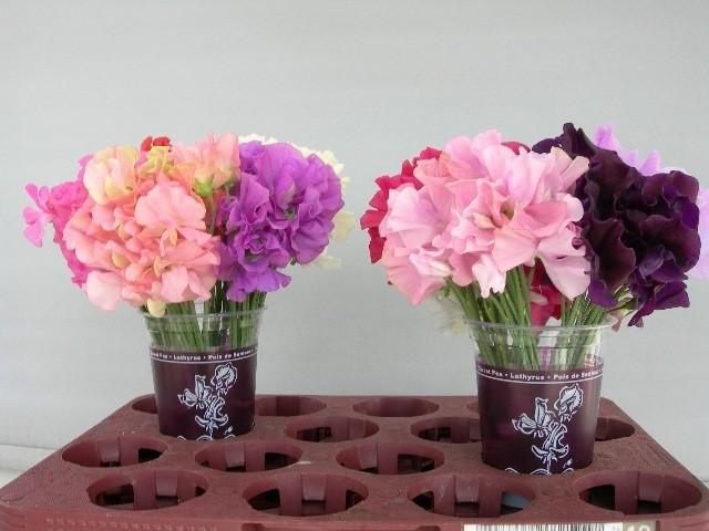 Срезанные цветы оптом Lathyrus od mix in bucket от 120шт из Голландии с доставкой по России
