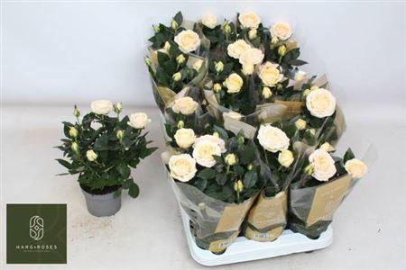 Горшечные цветы и растения оптом Ro Belami Kordana Gr от 15шт из Голландии с доставкой по России