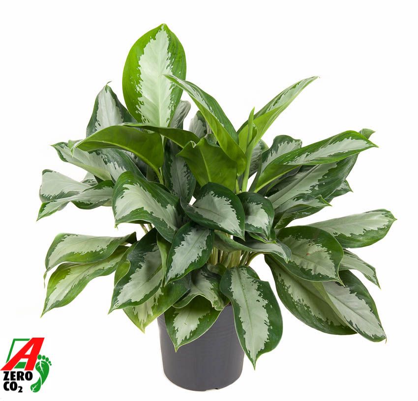 Горшечные цветы и растения оптом Aglaonema Silver Moon от 1шт из Голландии с доставкой по России