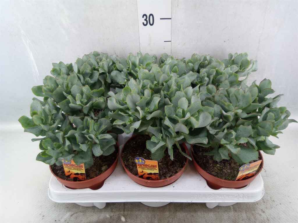 Горшечные цветы и растения оптом Crassula Arborescens Subsp. Undilat от 6шт из Голландии с доставкой по России