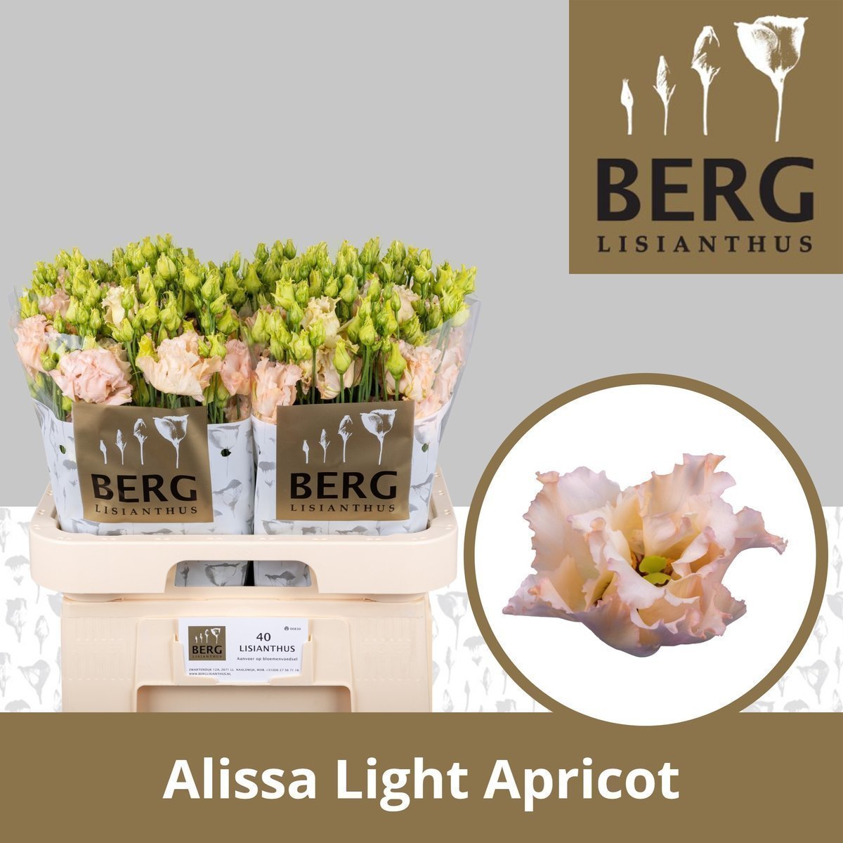 Срезанные цветы оптом Lisianthus do alissa light apricot от 40шт... из Голландии с доставкой по России