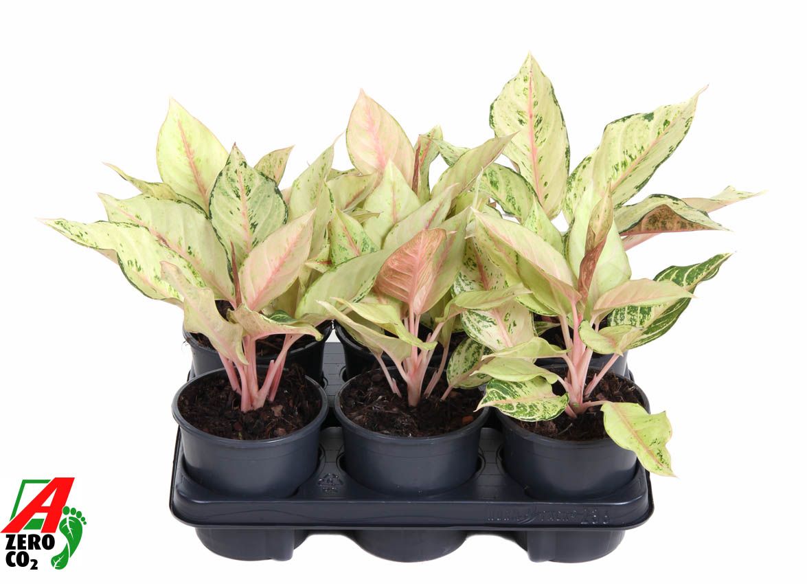 Горшечные цветы и растения оптом Aglaonema Lucky от 6шт из Голландии с доставкой по России