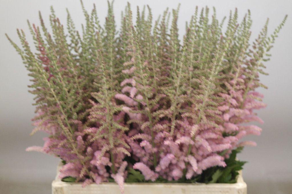 Срезанные цветы оптом Astilbe glitter and glamour от 100шт из Голландии с доставкой по России Срезанные цветы оптом Astilbe glitter and glamour от 100шт из Голландии с доставкой по России