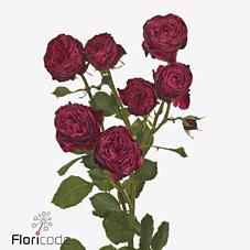 Срезанные цветы оптом Rosa spray party trendsetter от 20шт из Голландии с доставкой по России