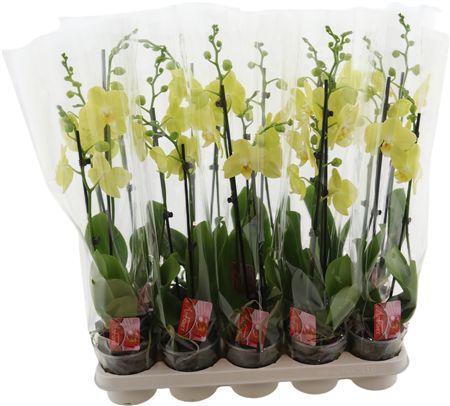 Горшечные цветы и растения оптом Phal Lime 2 Tak от 10шт из Голландии с доставкой по России
