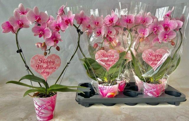 Горшечные цветы и растения оптом Phal Ov Roze от 6шт (для телеги) из Голландии с доставкой по России