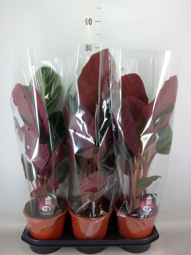 Горшечные цветы и растения оптом Calathea   ... от 3шт из Голландии с доставкой по России