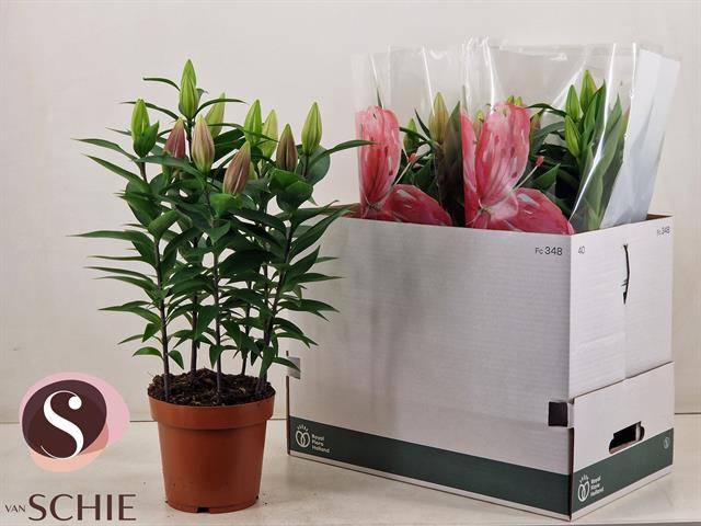 Горшечные цветы и растения оптом Lil Or Magny Cours от 5шт из Голландии с доставкой по России