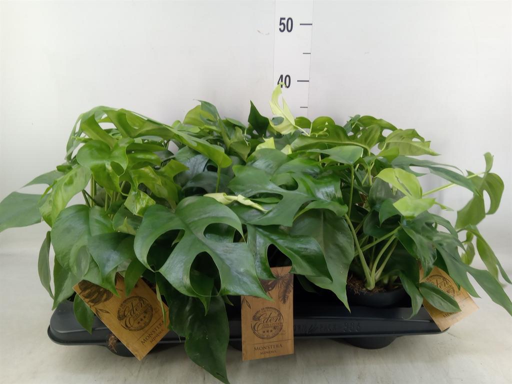 Горшечные цветы и растения оптом Monstera   ... от 6шт из Голландии с доставкой по России