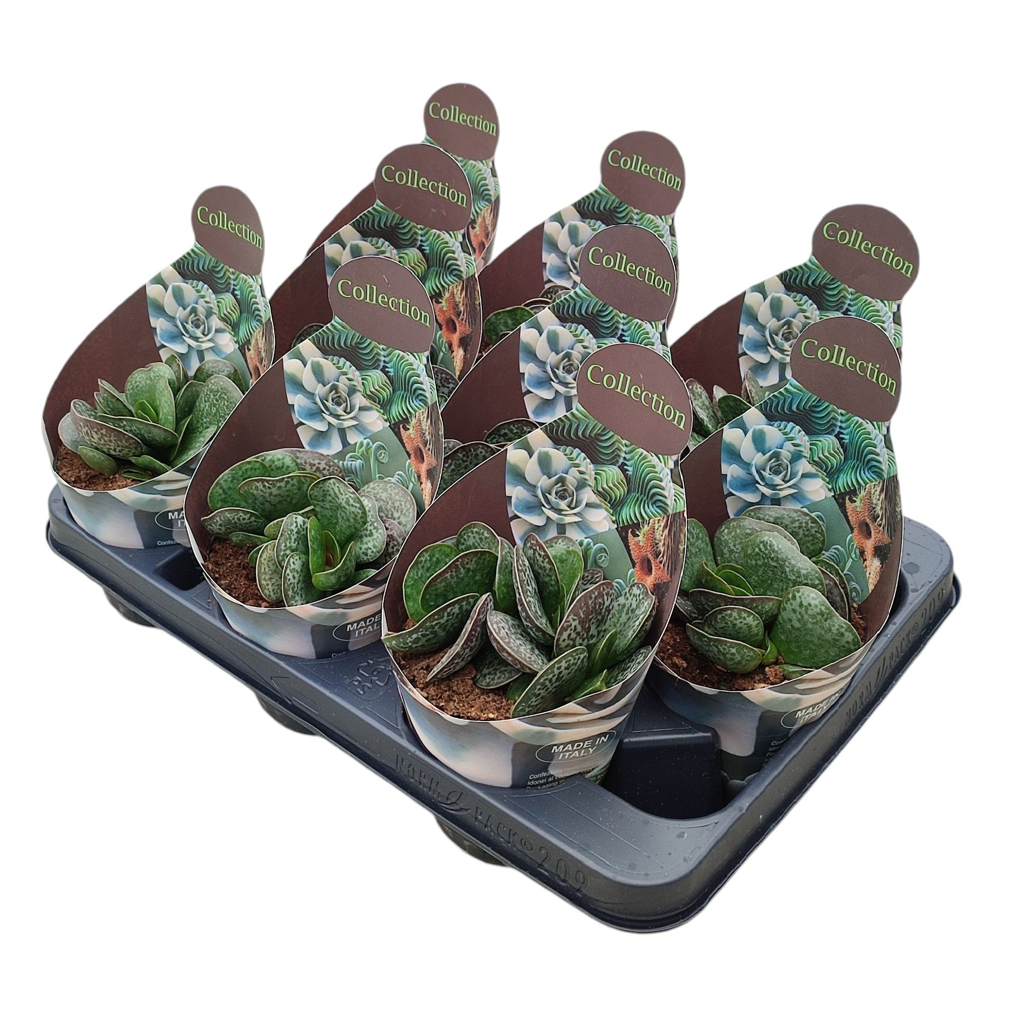 Горшечные цветы и растения оптом Adromischus Rupicola Potcover от 9шт из Голландии с доставкой по России