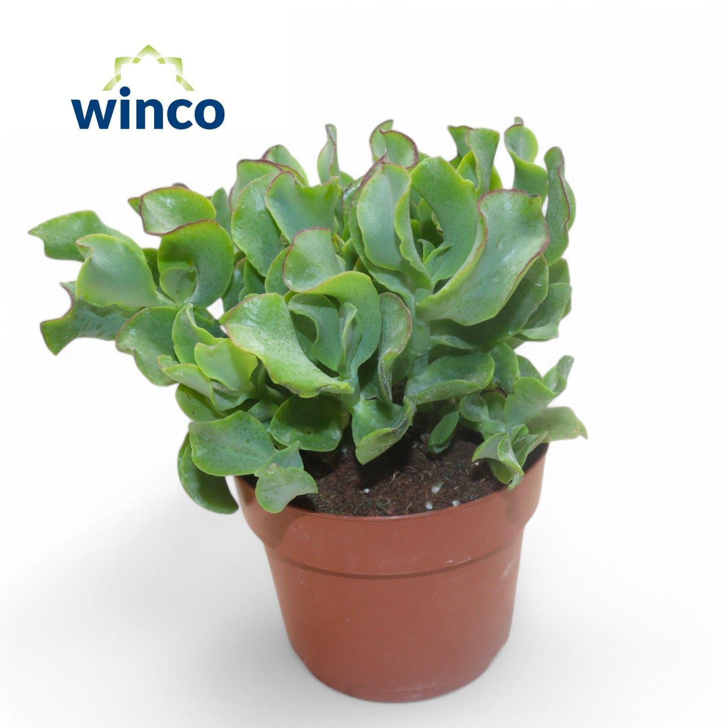 Горшечные цветы и растения оптом Crassula Undilatifolia от 8шт из Голландии с доставкой по России