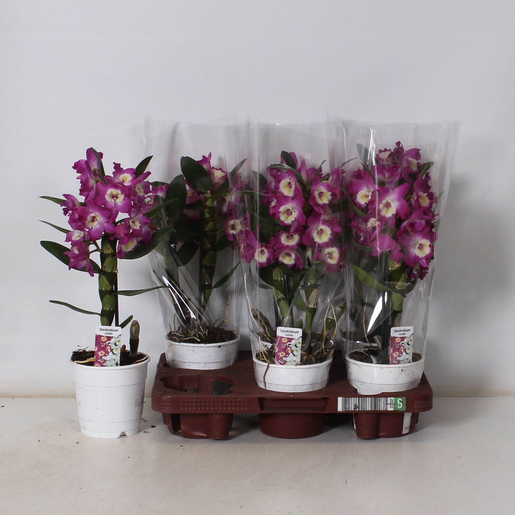 Горшечные цветы и растения оптом Dend Nobile от 6шт из Голландии с доставкой по России