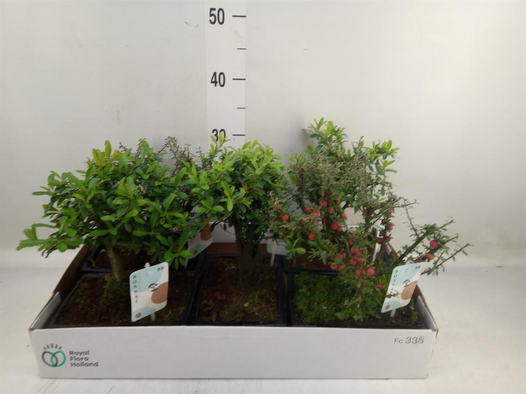 Горшечные цветы и растения оптом Bonsai   ...mix от 5шт из Голландии с доставкой по России