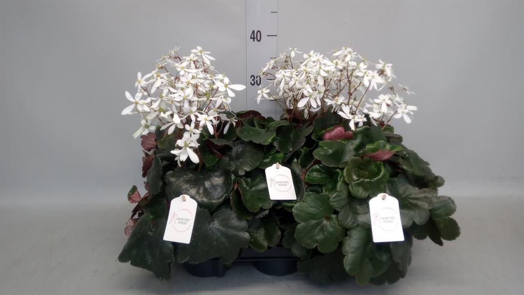 Горшечные цветы и растения оптом Saxifraga Cor. danc Pixiies Thea от 5шт из Голландии с доставкой по России