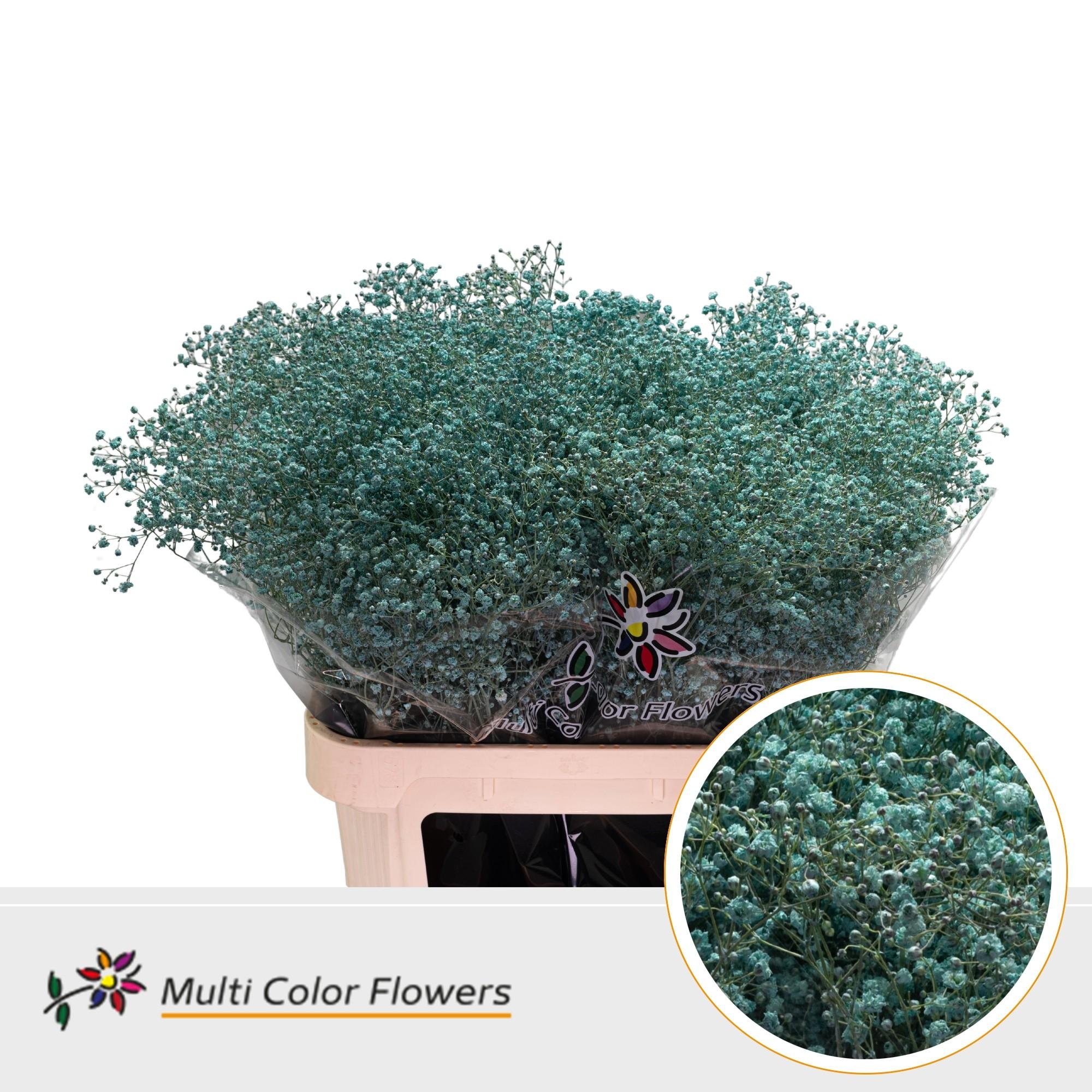 Срезанные цветы оптом Gyps fine paint ice blue - tiffany от 50шт из Голландии с доставкой по России