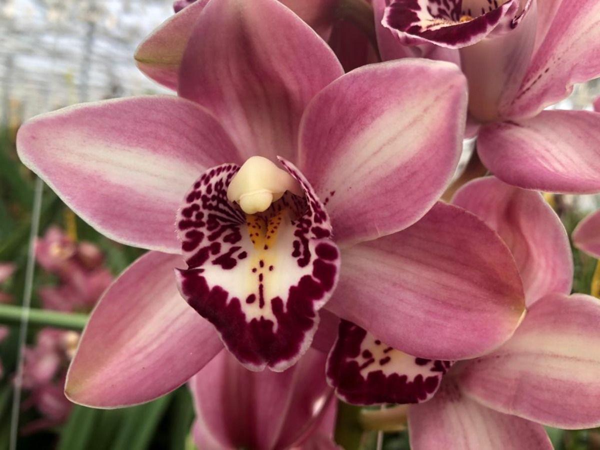 Срезанные цветы оптом Minicymbidium pink boudi от 12шт из Голландии с доставкой по России