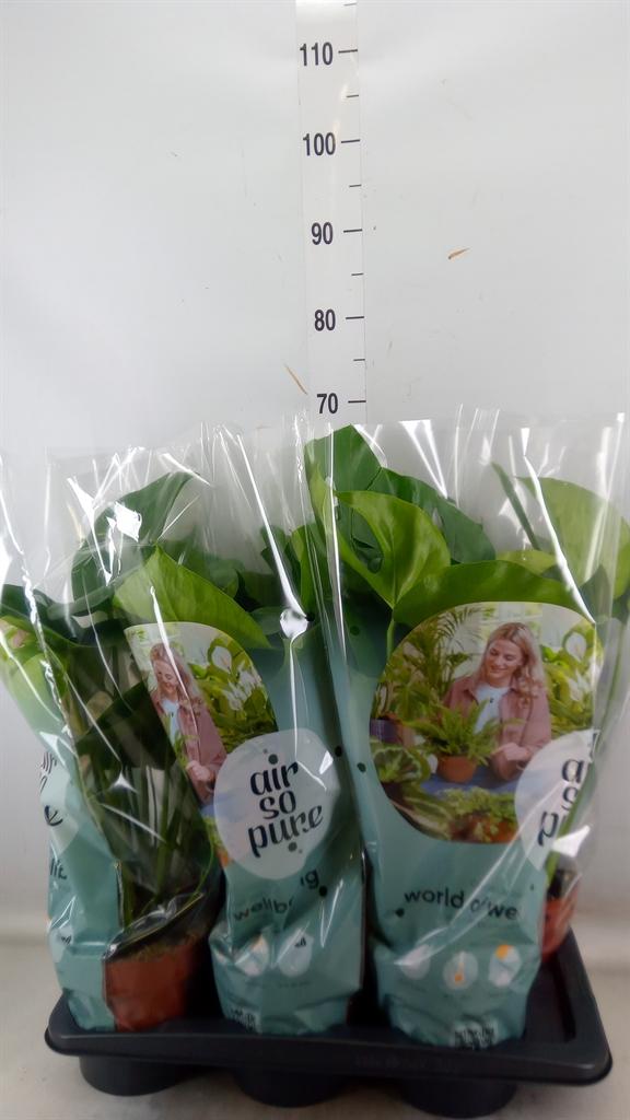 Горшечные цветы и растения оптом Monstera Delic. от 6шт из Голландии с доставкой по России