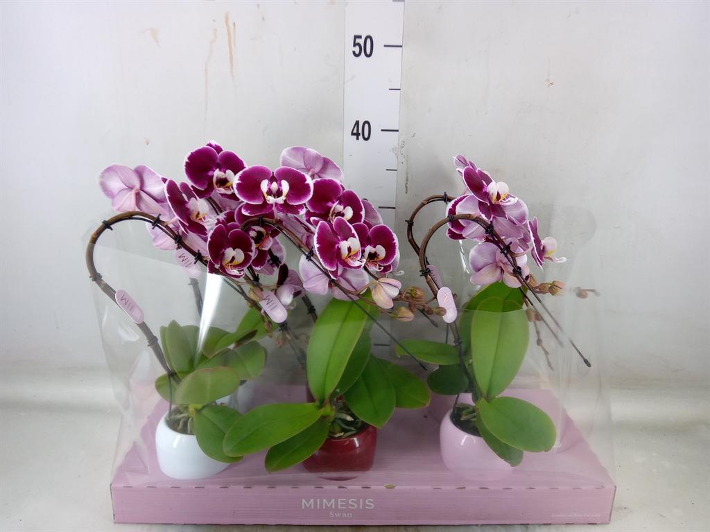 Горшечные цветы и растения оптом Phalaenopsis   ...red от 6шт (для телеги) из Голландии с доставкой по России