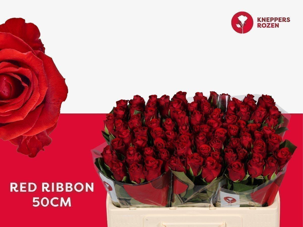 Срезанные цветы оптом Rosa large red ribbon от 60шт из Голландии с доставкой по России