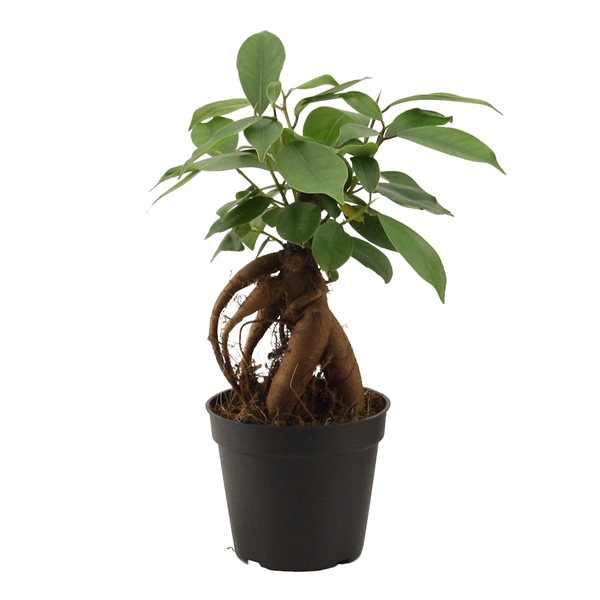 Горшечные цветы и растения оптом Ficus Ginseng от 21шт из Голландии с доставкой по России