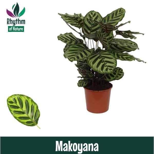 Горшечные цветы и растения оптом Calathea Makoyana (rhythm Of Nature) от 6шт из Голландии с доставкой по России