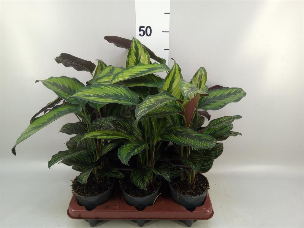 Горшечные цветы и растения оптом Calathea beautystar от 6шт из Голландии с доставкой по России