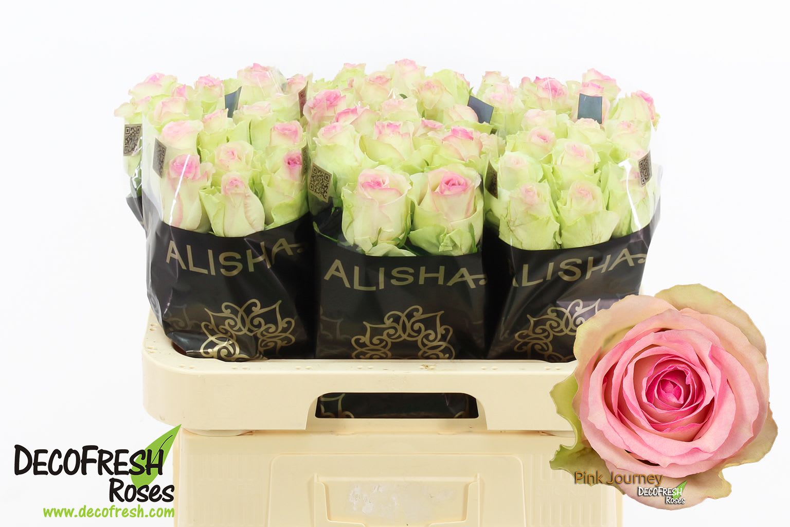 Срезанные цветы оптом Rosa large pink journey от 50шт из Голландии с доставкой по России
