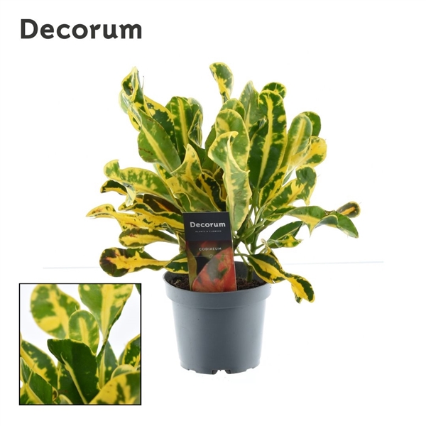 Горшечные цветы и растения оптом Codiaeum Yellow 3pp Kopstek (decorum) от 10шт из Голландии с доставкой по России