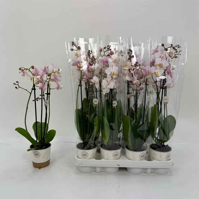 Горшечные цветы и растения оптом Phalaenopsis Pink от 12шт из Голландии с доставкой по России