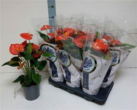 Горшечные цветы и растения оптом Anthu An Florida 6+ от 6шт из Голландии с доставкой по России