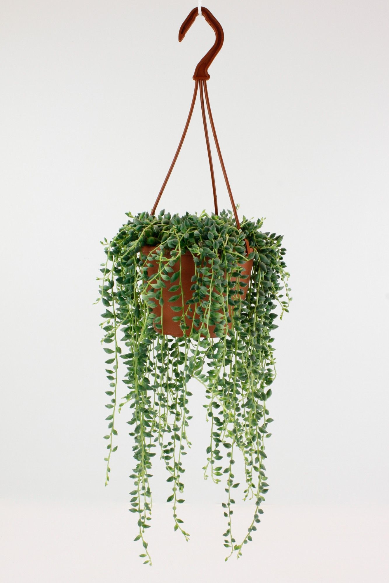 Горшечные цветы и растения оптом Senecio Herreianus от 6шт из Голландии с доставкой по России