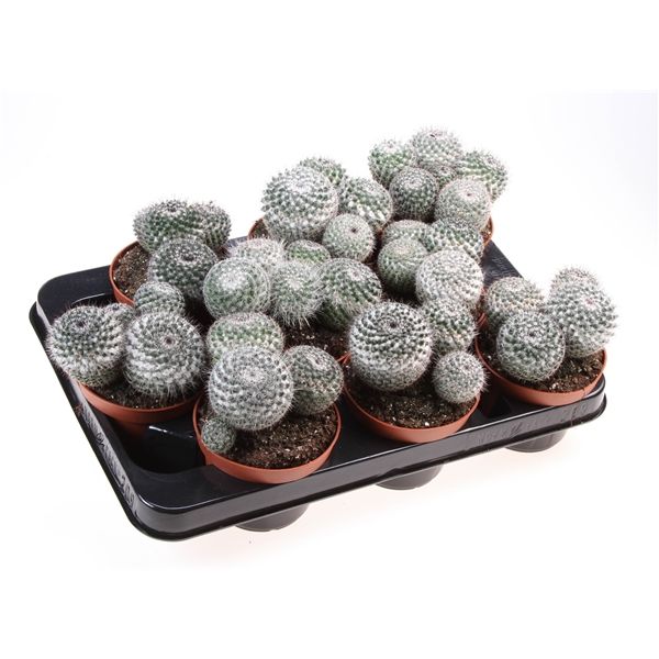 Горшечные цветы и растения оптом Mammillaria Klissingiana от 9шт из Голландии с доставкой по России