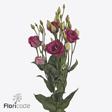 Срезанные цветы оптом Lisianthus do rosita cherry от 40шт из Голландии с доставкой по России