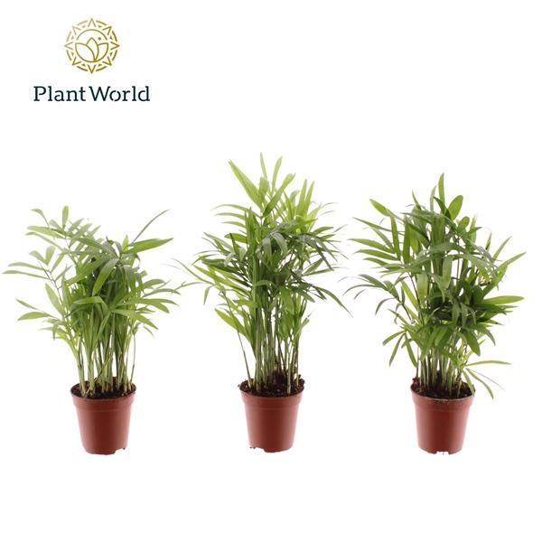 Горшечные цветы и растения оптом Chamaedorea Tiny (decorum) от 20шт (для телеги) из Голландии с доставкой по России