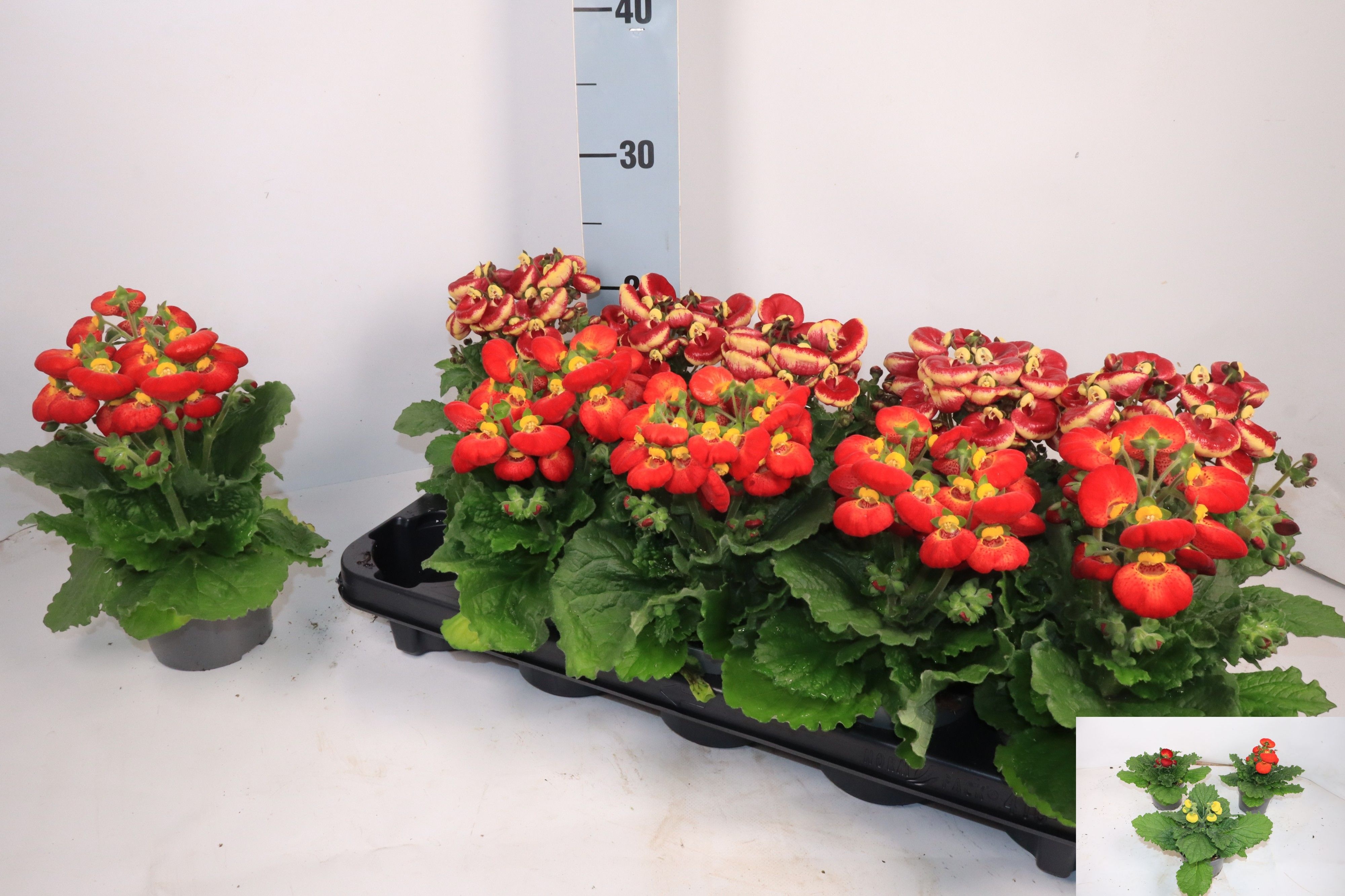 Горшечные цветы и растения оптом Calc Ov от 10шт из Голландии с доставкой по России