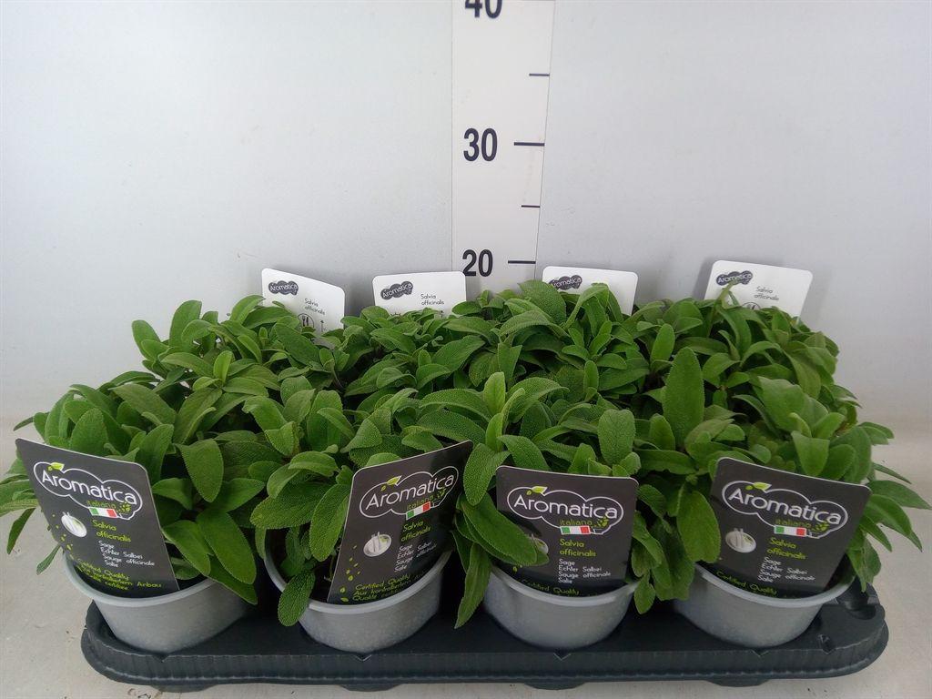 Горшечные цветы и растения оптом Salvia Officinalis от 8шт из Голландии с доставкой по России