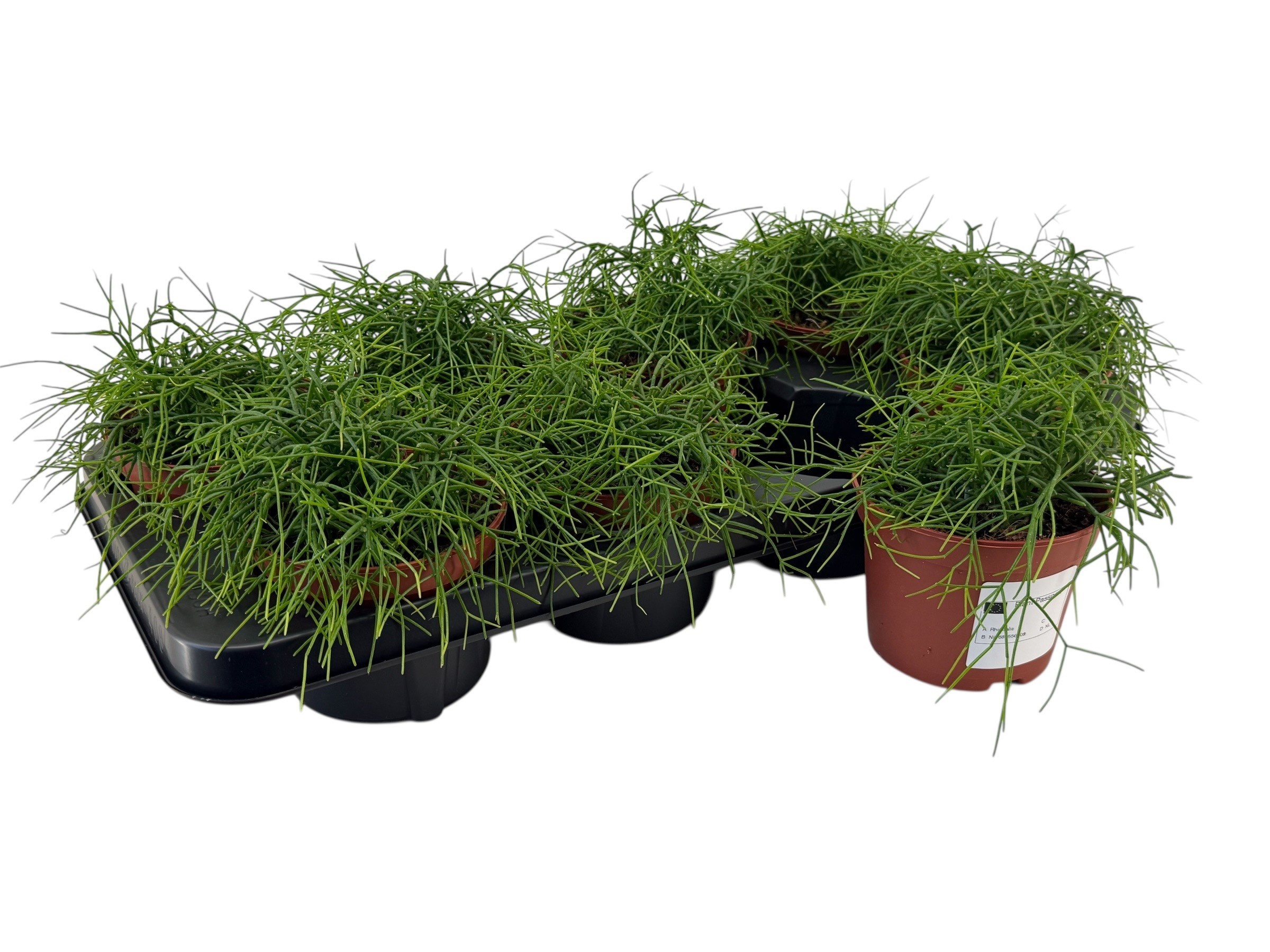 Горшечные цветы и растения оптом Rhipsalis Ba Oasis от 30шт из Голландии с доставкой по России