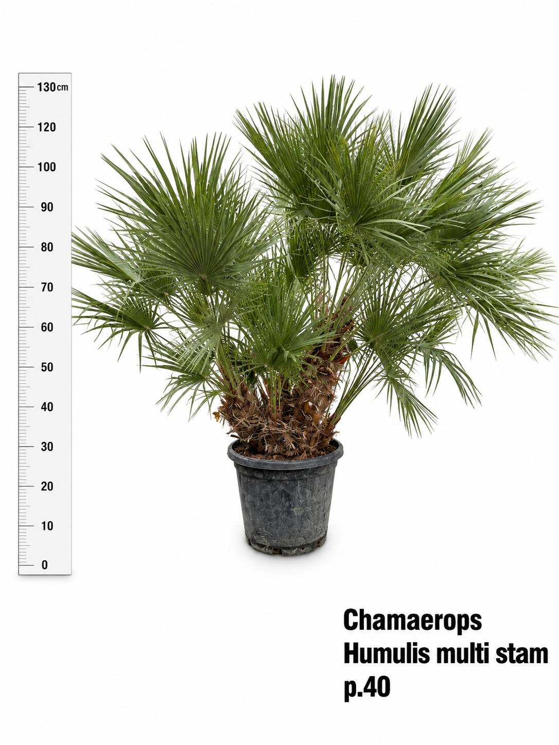 Горшечные цветы и растения оптом Cham Humilis от 1шт из Голландии с доставкой по России
