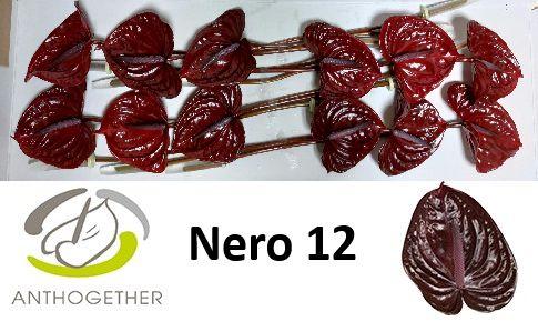 Срезанные цветы оптом Anthurium nero от 16шт. из Голландии с доставкой по России