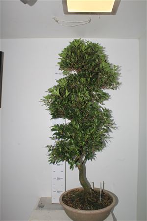 Горшечные цветы и растения оптом Bonsai Satsuki Azalea (herkomst: Japan от 1шт из Голландии с доставкой по России