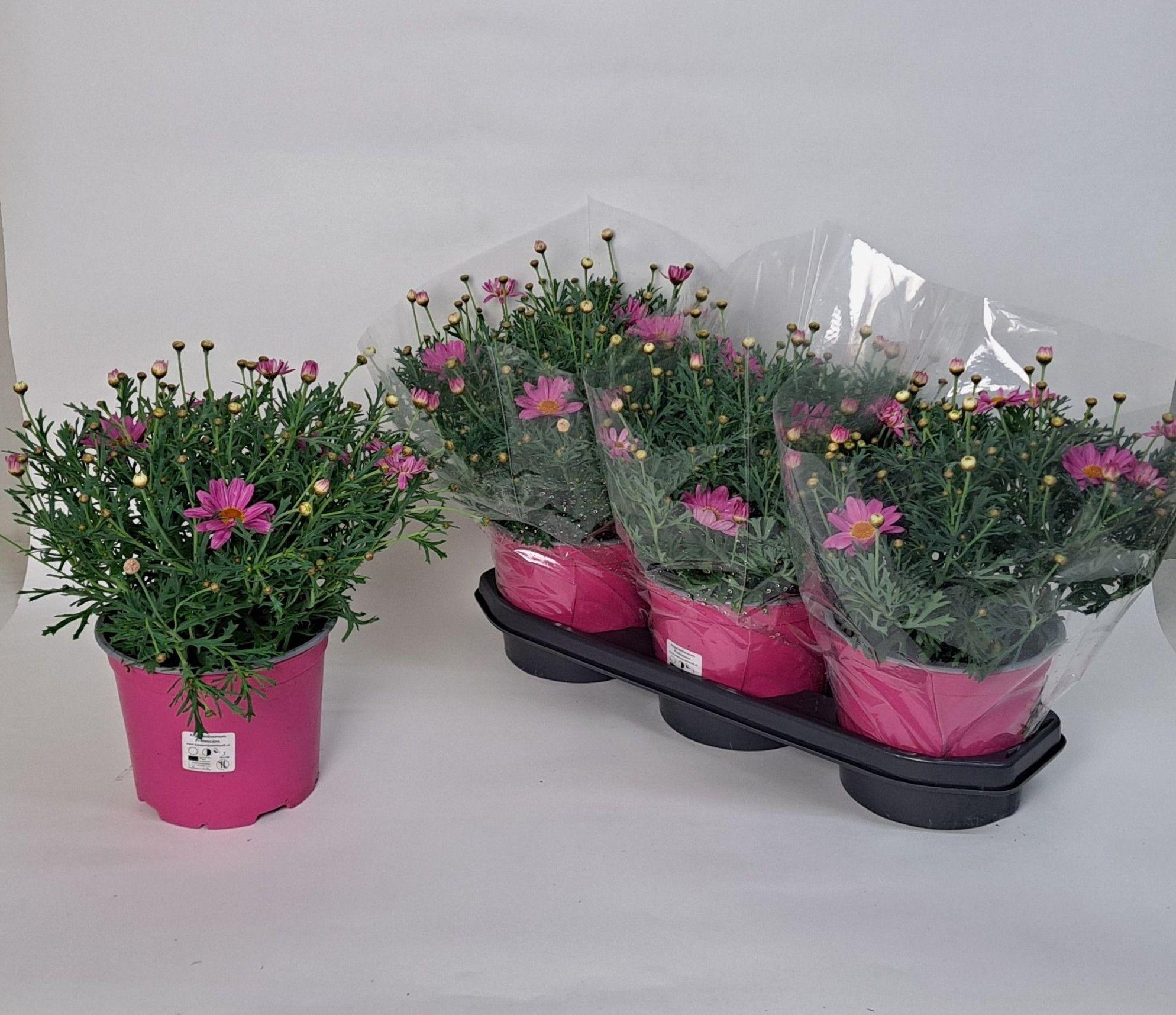Горшечные цветы и растения оптом Arg Simba Pink + Eye от 3шт из Голландии с доставкой по России