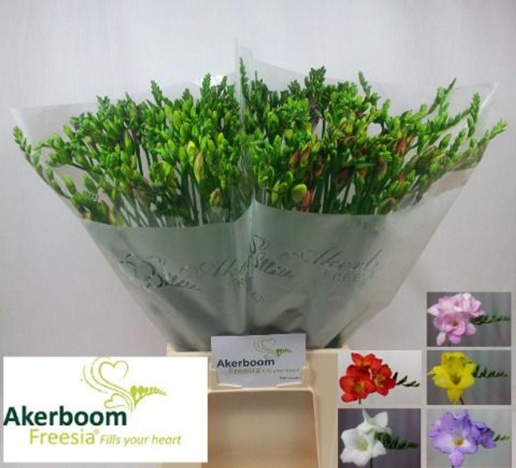 Срезанные цветы оптом Freesia si mix rainbow Akerboom от 100шт из Голландии с доставкой по России