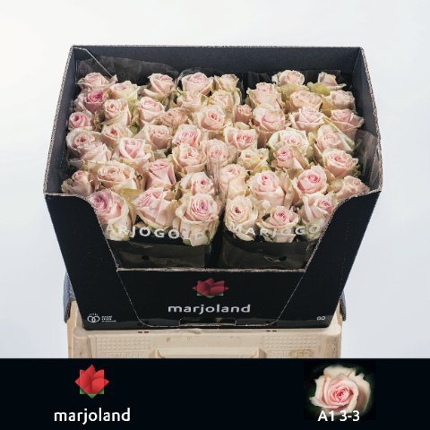 Срезанные цветы оптом Rosa large lovely dolomiti от 50шт из Голландии с доставкой по России