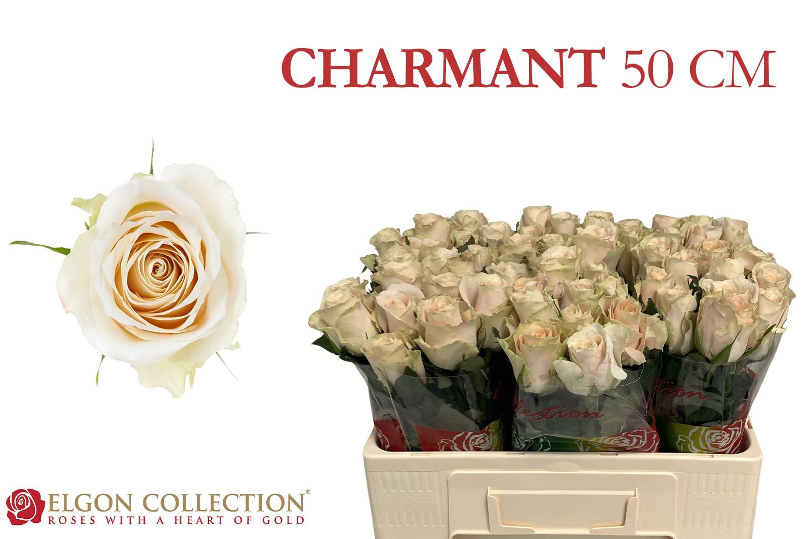 Срезанные цветы оптом Rosa large charmant от 60шт.. из Голландии с доставкой по России