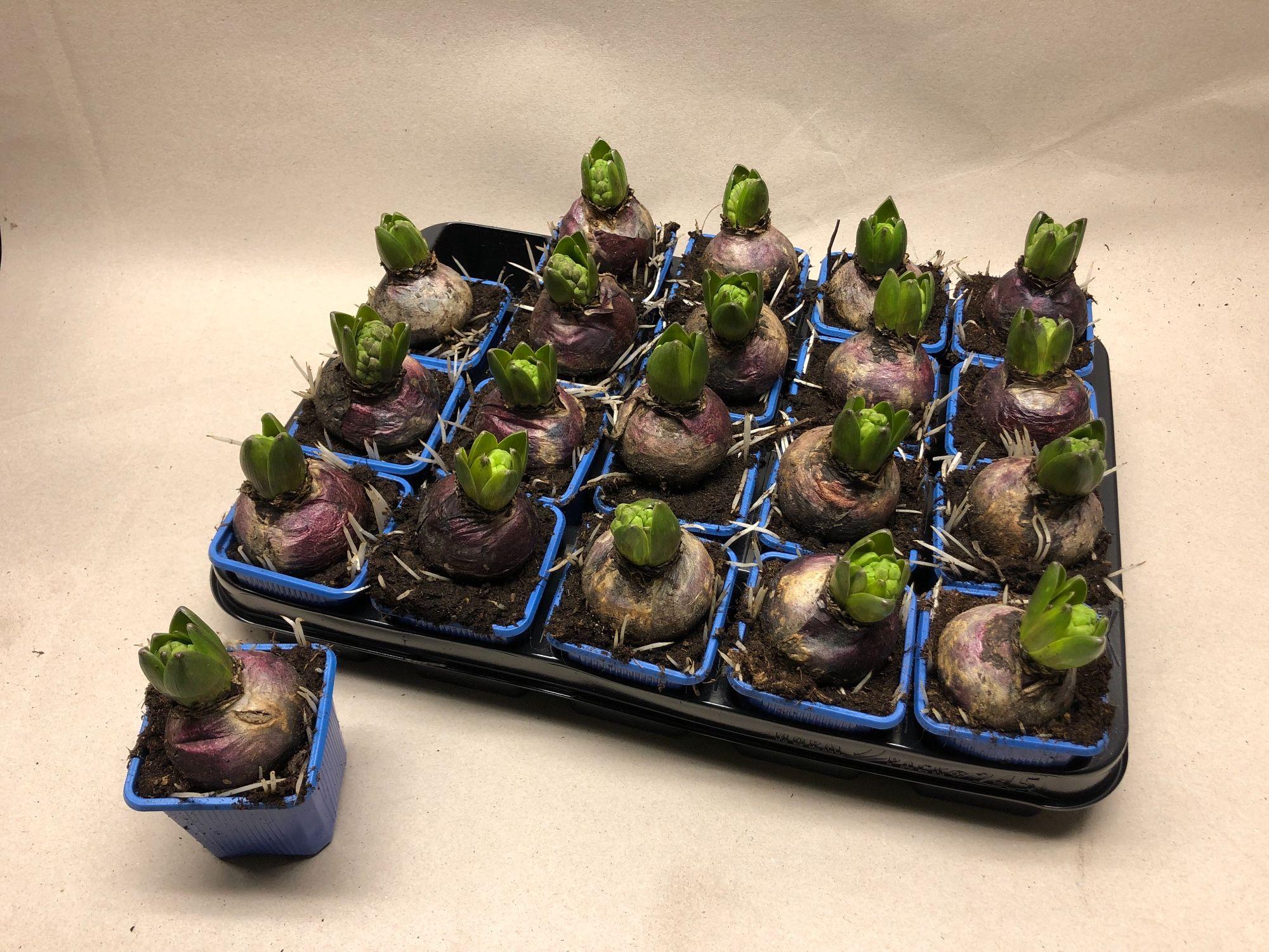 Горшечные цветы и растения оптом Hyacin Delft Blue от 20шт (для телеги) из Голландии с доставкой по России