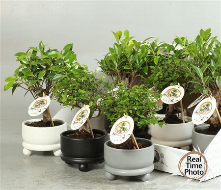 Горшечные цветы и растения оптом Bonsai Gem Ceramic от 9шт из Голландии с доставкой по России