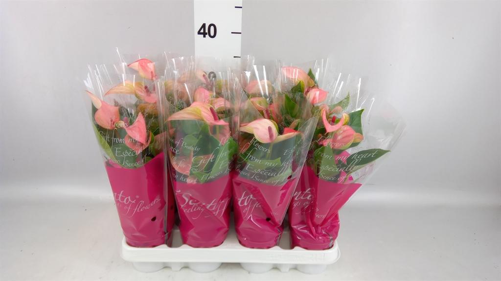 Горшечные цветы и растения оптом Anthurium matata от 12шт (для телеги) из Голландии с доставкой по России