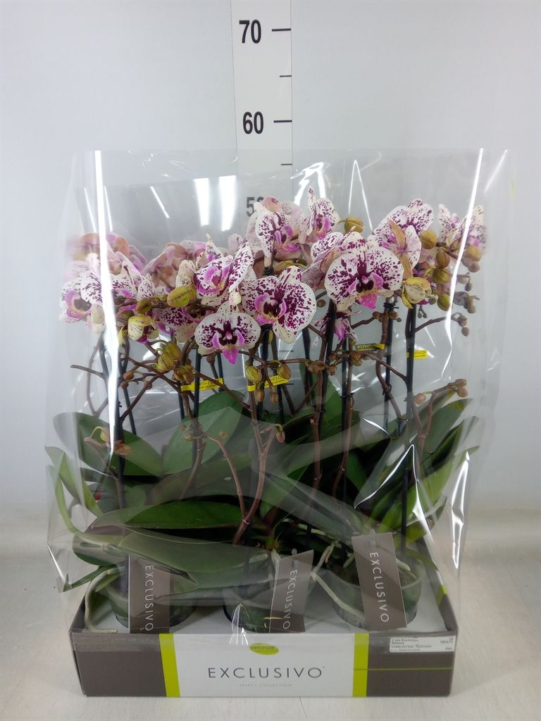 Горшечные цветы и растения оптом Phalaenopsis Multi.   ... от 6шт из Голландии с доставкой по России