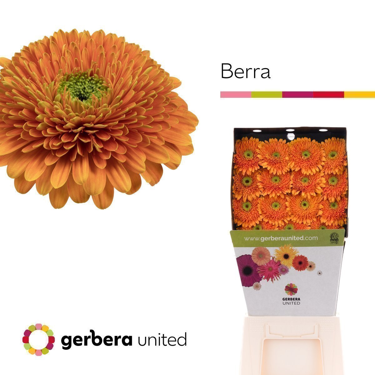 Срезанные цветы оптом Gerbera diamond berra+ от 30шт. из Голландии с доставкой по России
